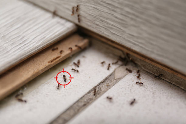 Best Emergency Pest Control  in Clarkesville, GA
