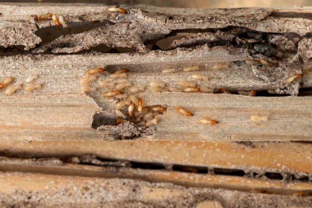 Trusted Clarkesville, GA Pest Control Experts